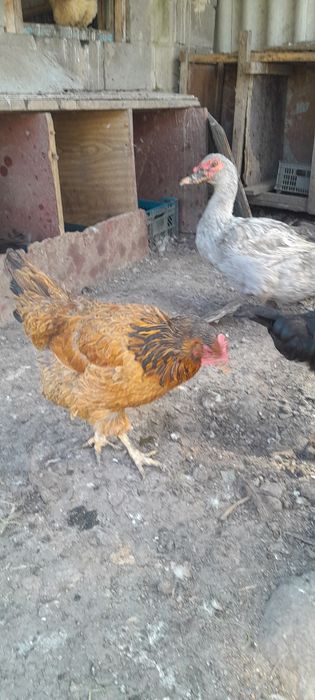 Продам кур домашних