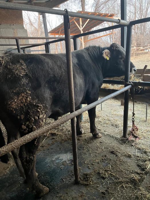 Продаются откормленные бычки