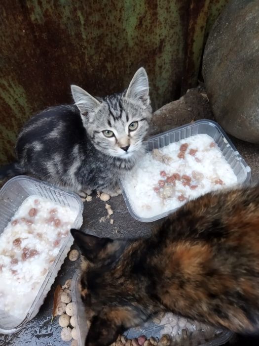 Отдам котят в хорошие руки