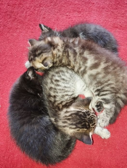 Отдам котят пос. Красина