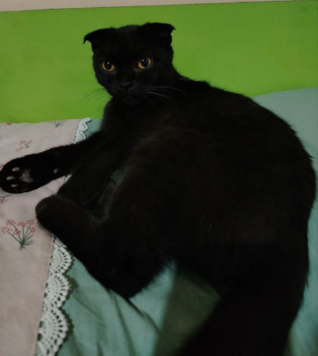 Mushuk sotiladi skottish fold