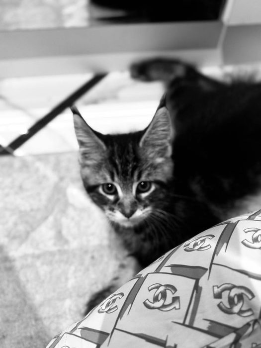 Amerkanskiy Maine Coon 250$