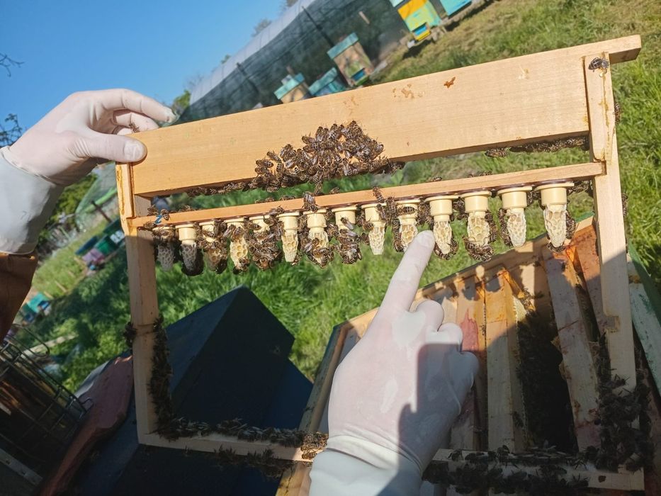 Regine/matci f1 transvazate