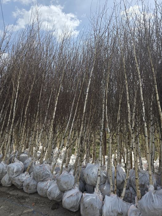 Copacii ornamentale 
Mesteacăn și tei la diferite mărimi si distribuim