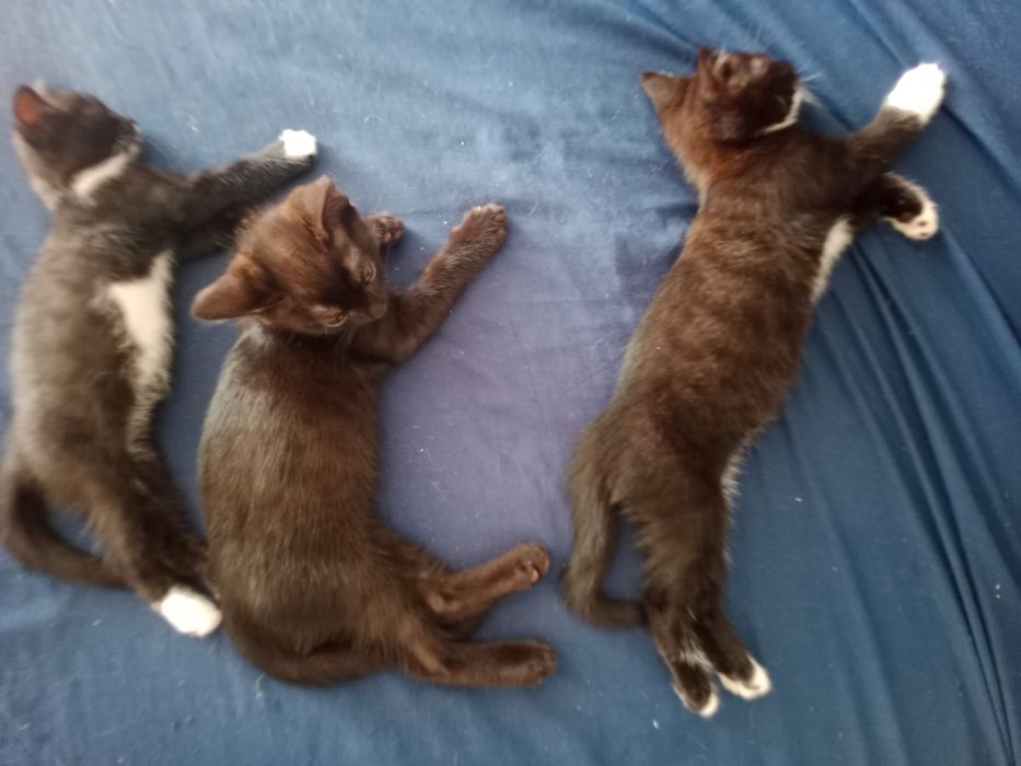 Котята ищут дом!