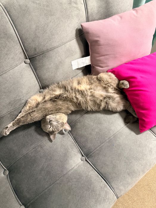 Британская кошка