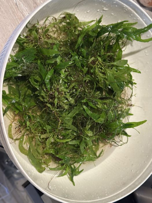 Водни растения за аквариуми