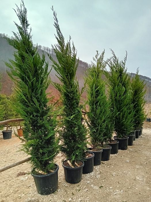 Vând chiparos chiparos leylandii