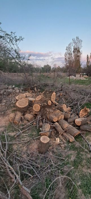 Дрова  самовывоз