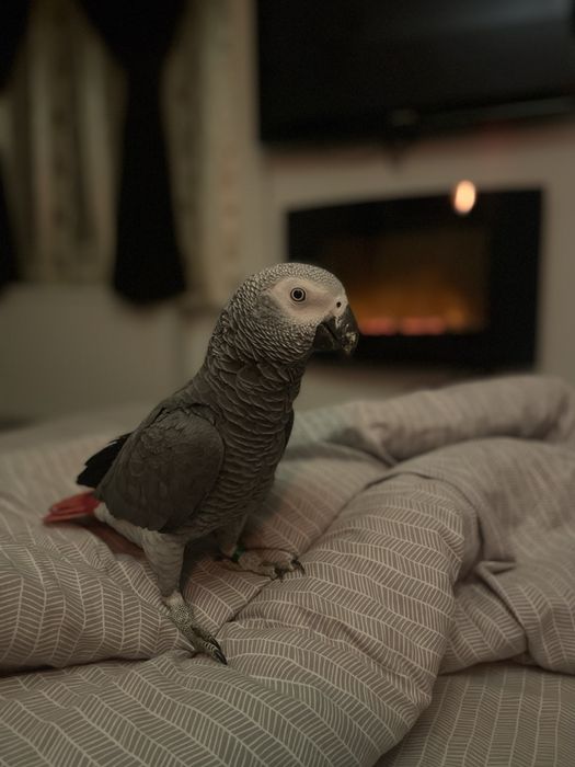 Papagal Jako de vanzare