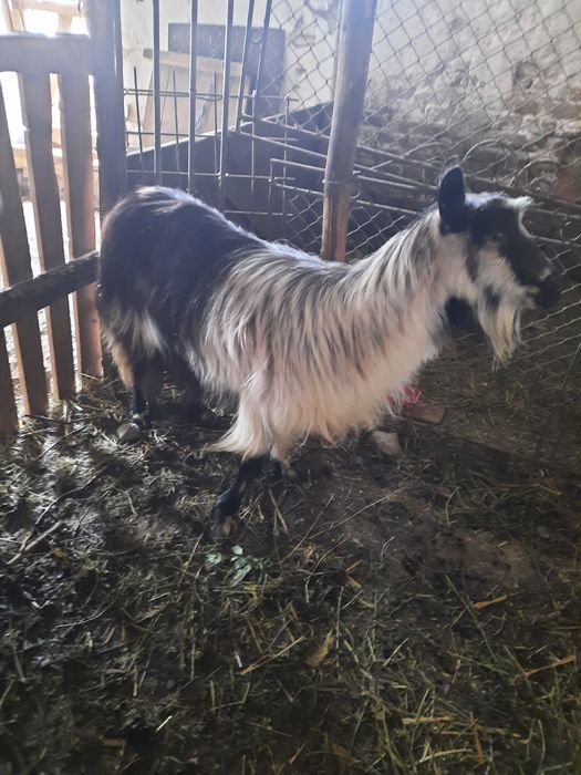 De vânzare capră bună de lapte