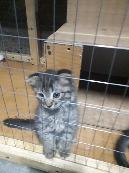 Котята бесплатно