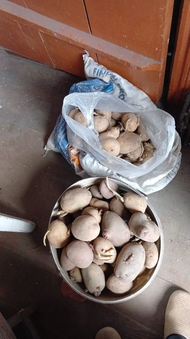 Продам картошку на семена