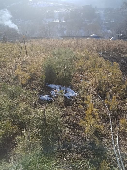 Сосна ёлочки от 60до 90 см