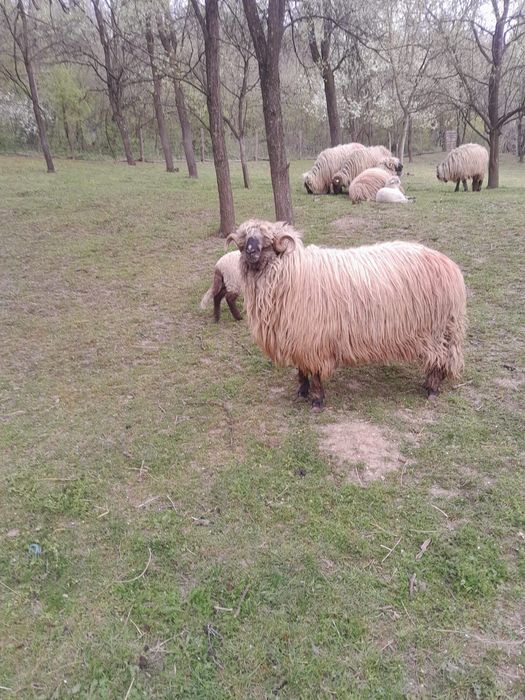 Vând berbec stramior.