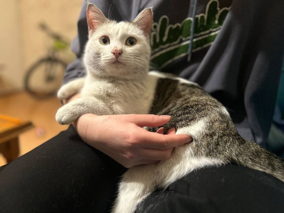 Кот Тайлер ищет семью