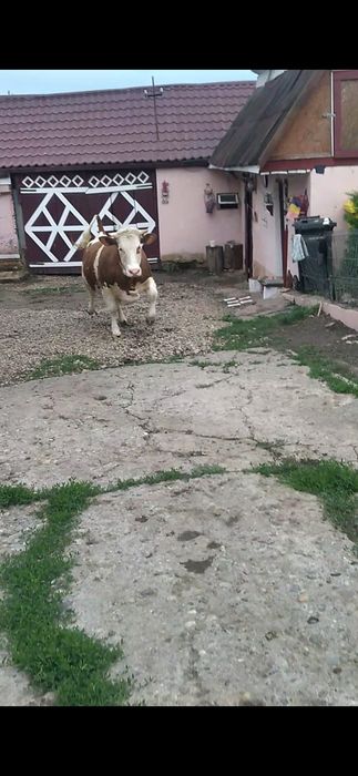 Junica   baltata romaneasca