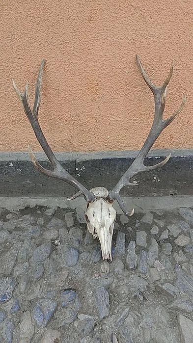 Vând coarne de cerb