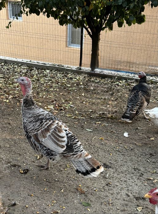 Vând familie de curci