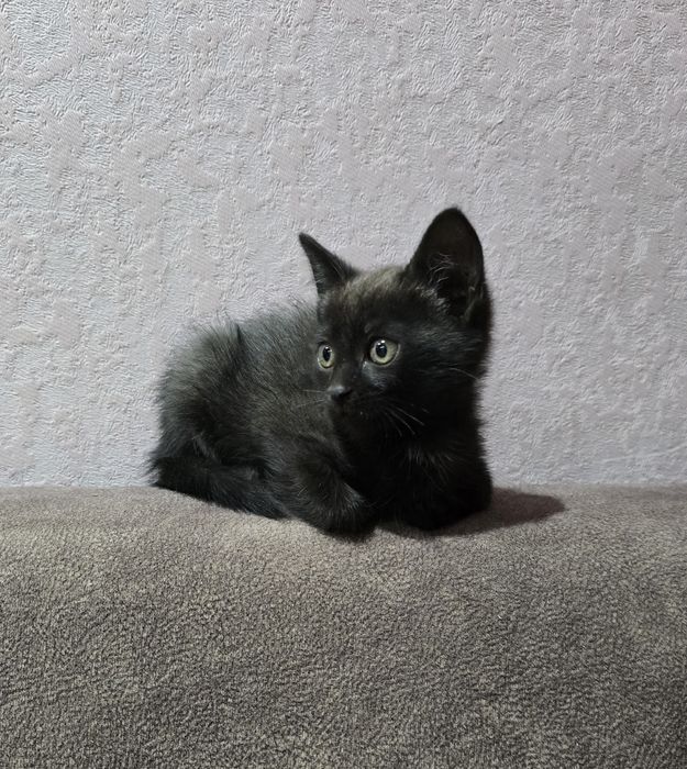 Котята.2 - девочки.