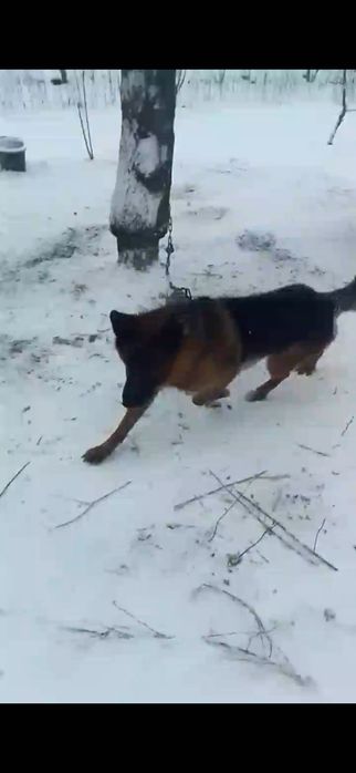 Немес офчарка сотилади