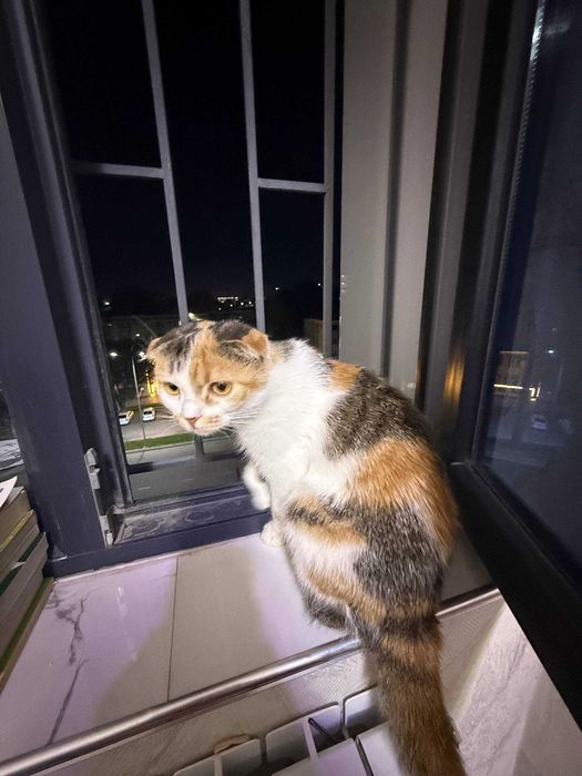Продаётся 2 породистый домашняя кошка