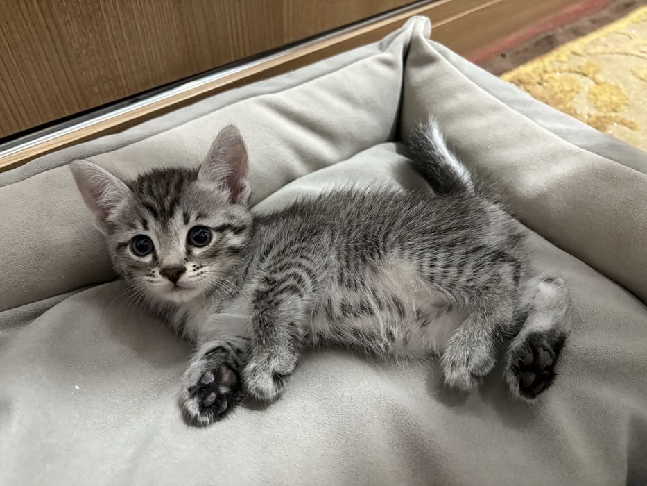 Шотландской котенок