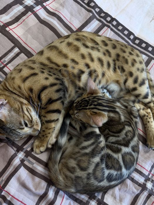 Бенгальский котенок с документами