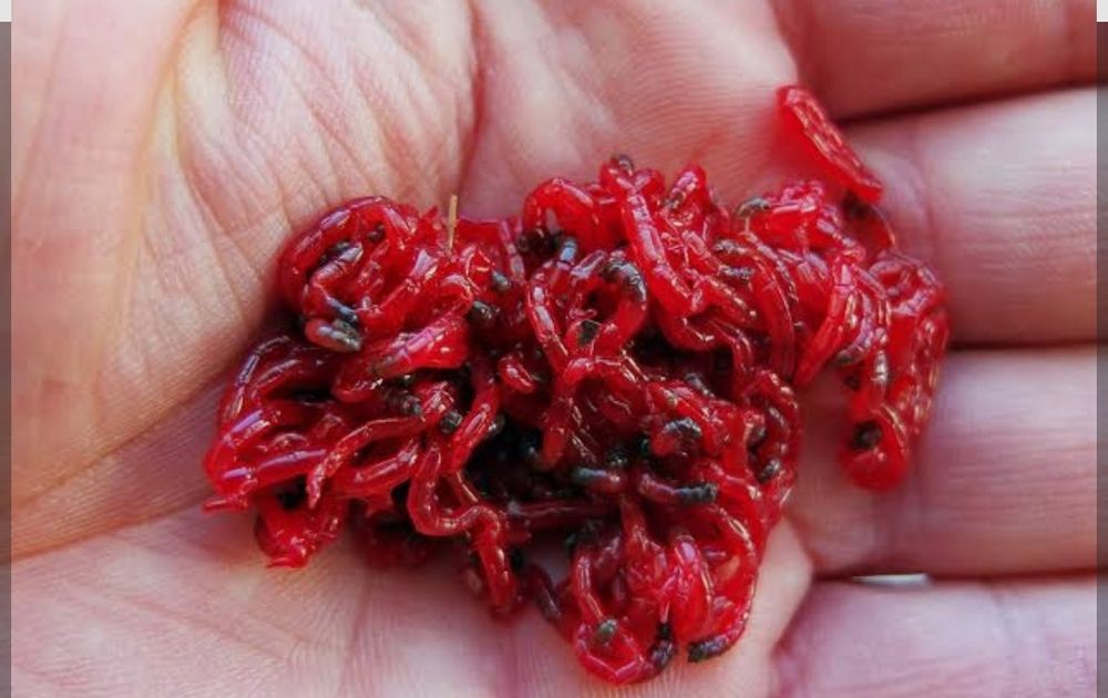 Продам замороженный мотыль для аквариумных рыб.