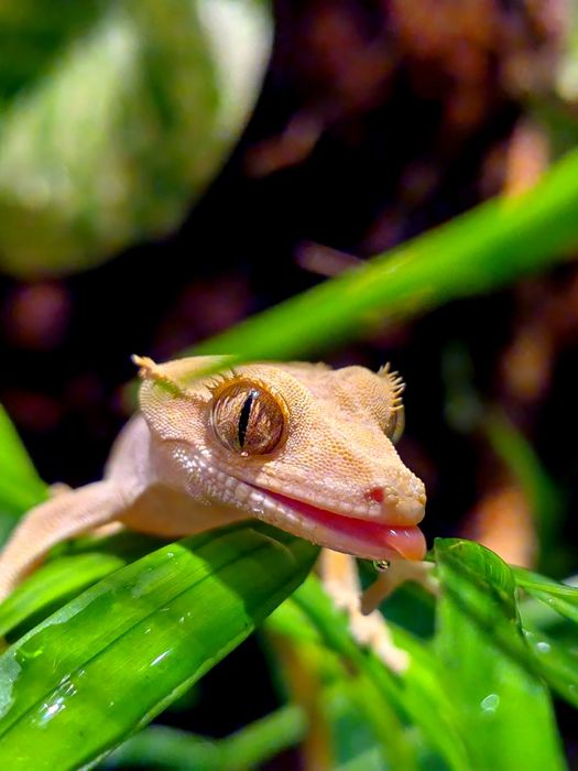 Gecko/Agama/Cameleon (reptile de vanzare)