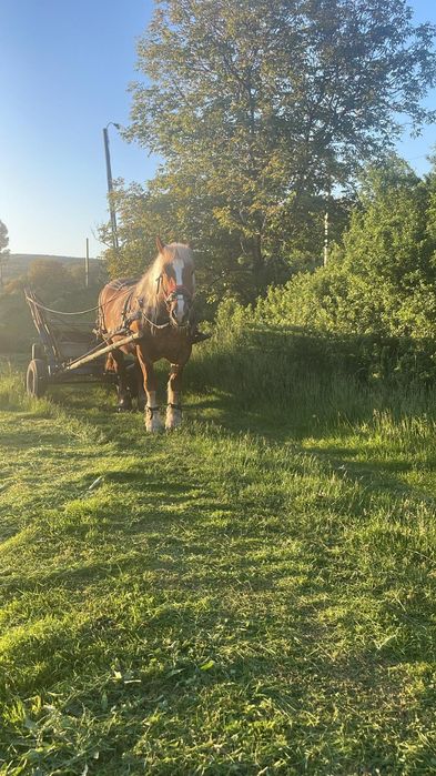 Iapa blonda de vânzare detalii la telefon