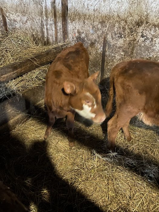 Продам телят 3-4 месяца