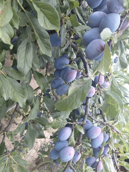 Vand mere si prune  bio