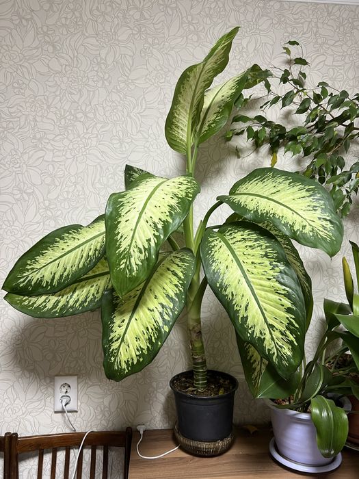 Диффенбахия тропическая