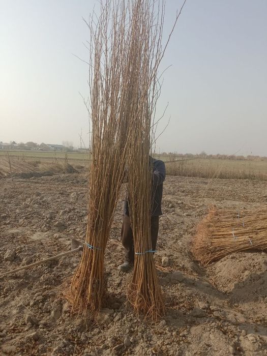 Тут нихоли бир йиллик ва икки йиллик