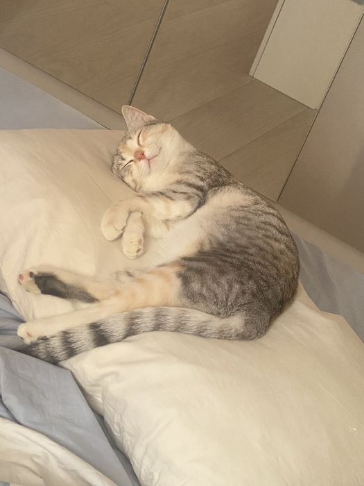 Отдам котенка бесплатно