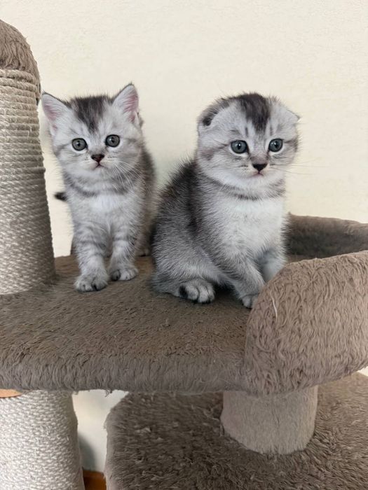 Продается котята скотиш фолд и страйт