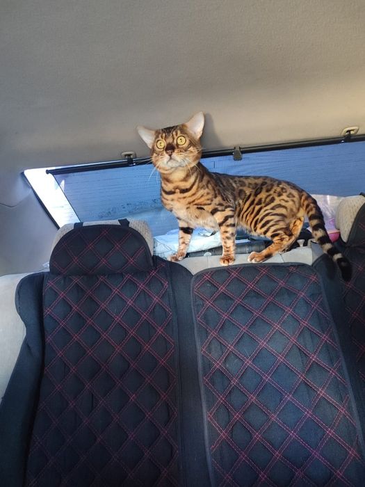 Бенгальские котята
