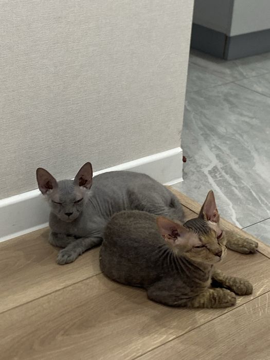 Отдам котят сфинксы