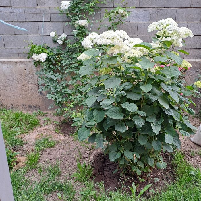 Гортензия метельчатая