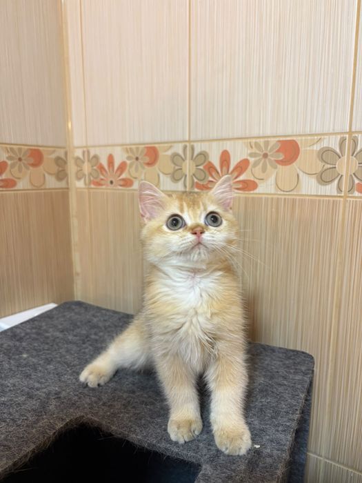 British shorthair cu pedigree