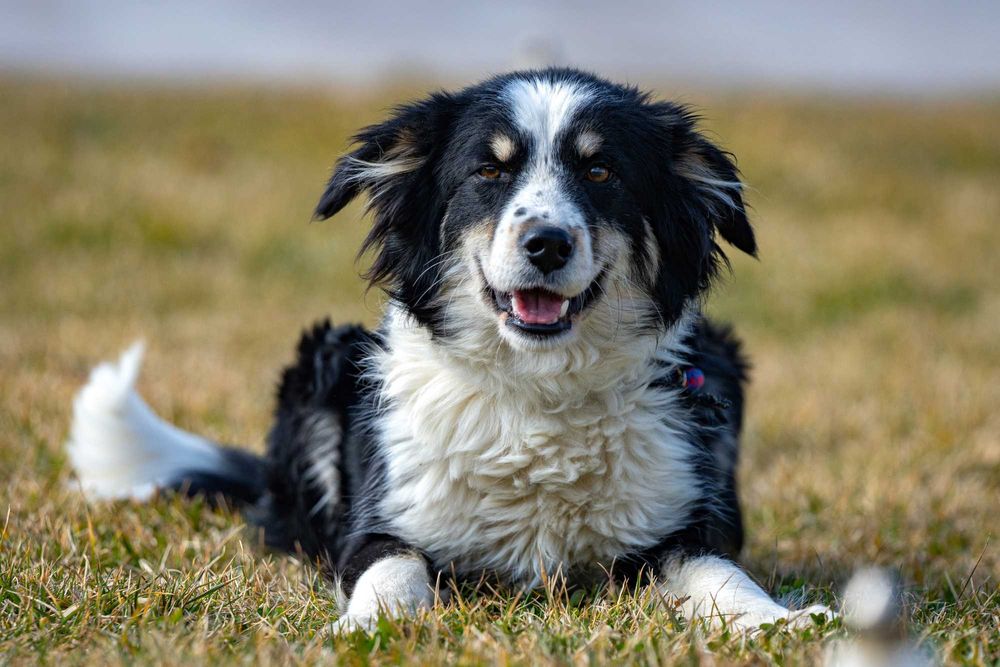 Собака (3 года) в добрые руки