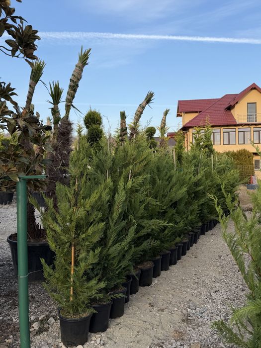 Vand leylandi/leylandi gold calitate extra diferite dimensiuni