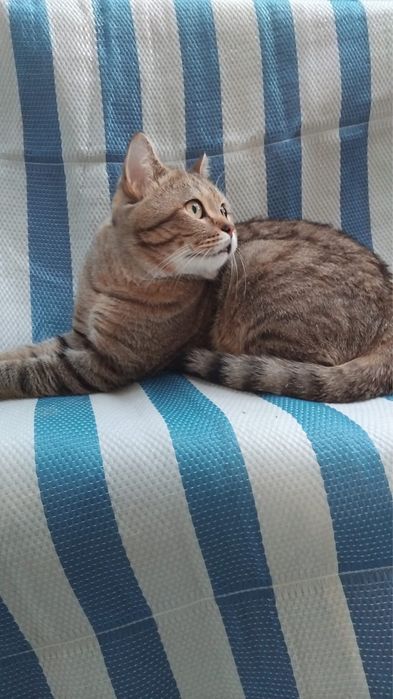 Открыт для вязки британский кот