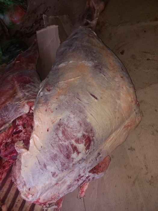 Продам согым конину молодняк