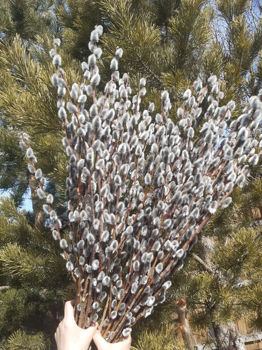 Продам вербу пушистую