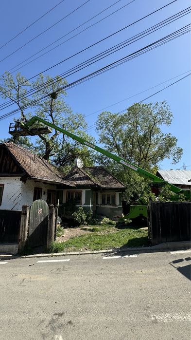 Taiere profesional a arborilor / copaci / pomi cu platforma de lucru