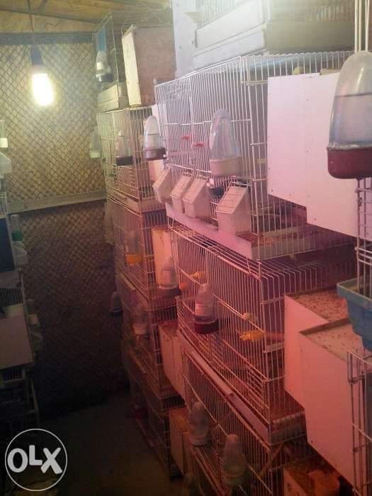 Vand papagali , peruși , toate culorile