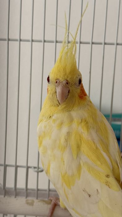 Продам попугая кореллу с клеткой