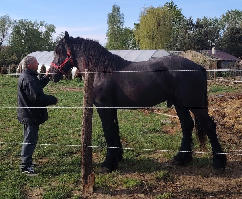 Mânz de 2 ani Percheron